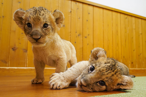 ライオンの赤ちゃん・特別展示