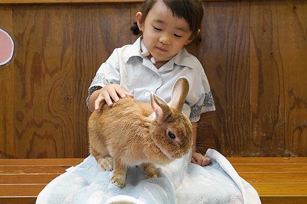 ウサギの館