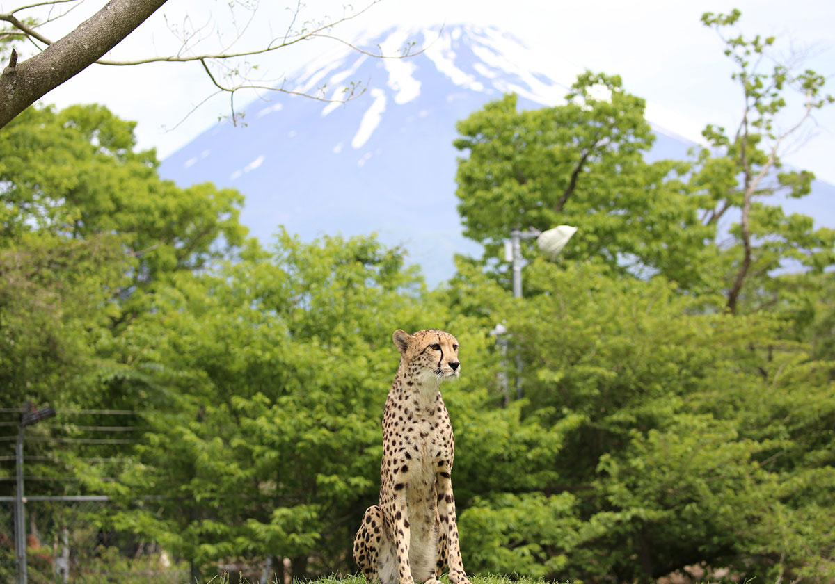 富士山ビューポイント 富士サファリパーク 公式サイト