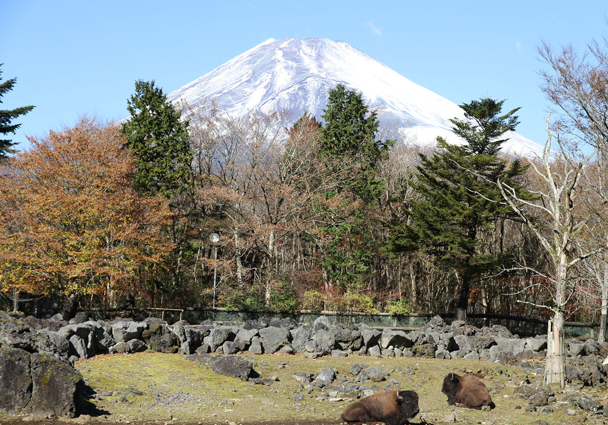 山岳草食ゾーン