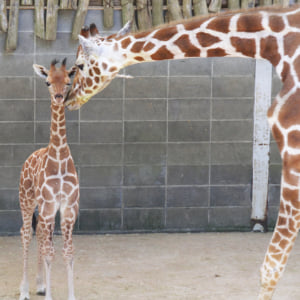 記事「キリンの赤ちゃん誕生！！」の画像