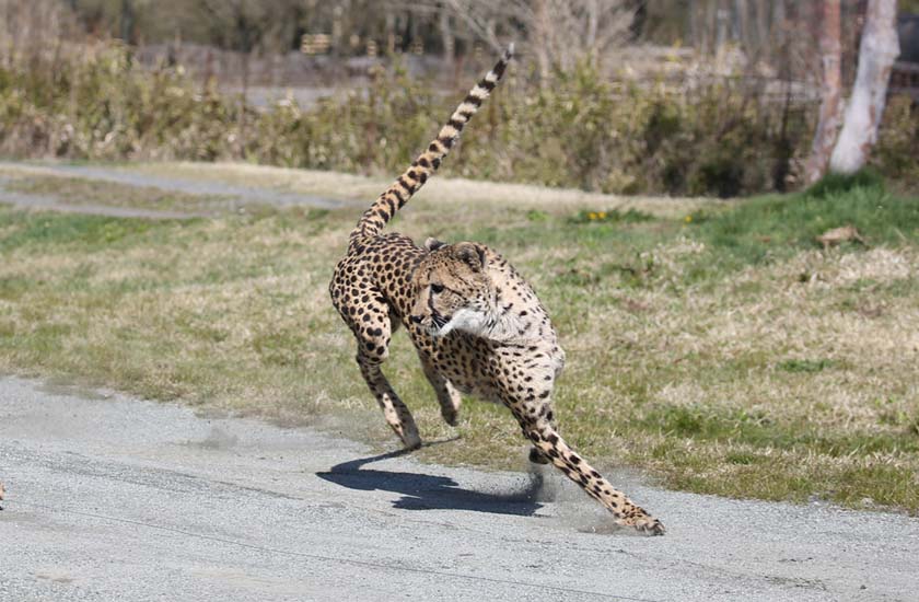 チーター ペット オファー 性格