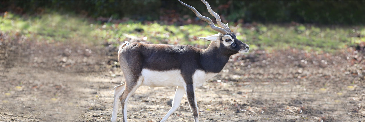 ブラックバッグ 動物 人気