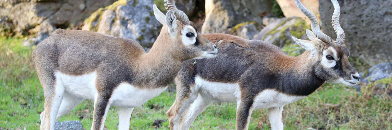 ブラックバッグ 動物 人気