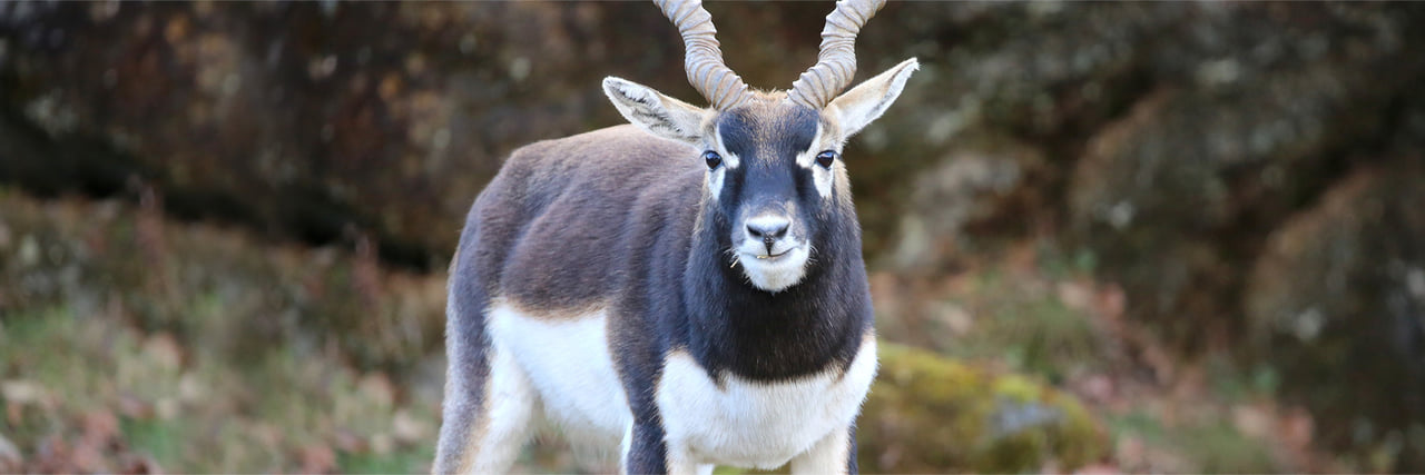 ブラックバッグ 動物 人気