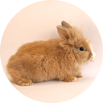 ウサギの館 富士サファリパーク 公式サイト