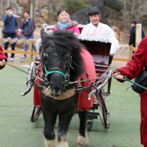 記事「冬限定！「馬ソリ」開催中」の画像