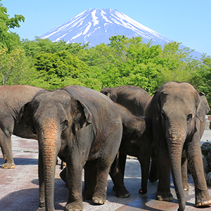 記事「6月のどうぶつ壁紙をプレゼント！」の画像