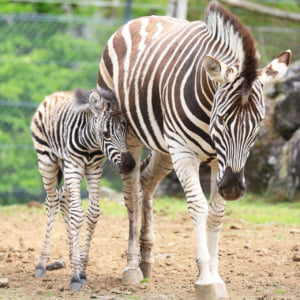 記事「シマウマの赤ちゃんが誕生！」の画像