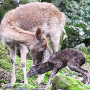 記事「ダマジカの赤ちゃんが続々誕生！」の画像