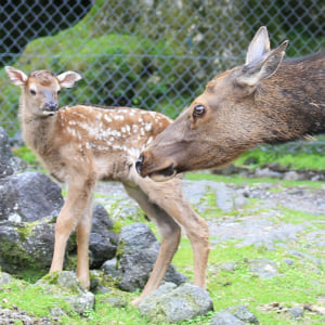 記事「ワピチの赤ちゃんが誕生！」の画像