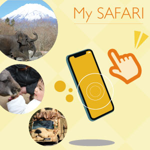 記事「My SAFARIスタートのご案内」の画像