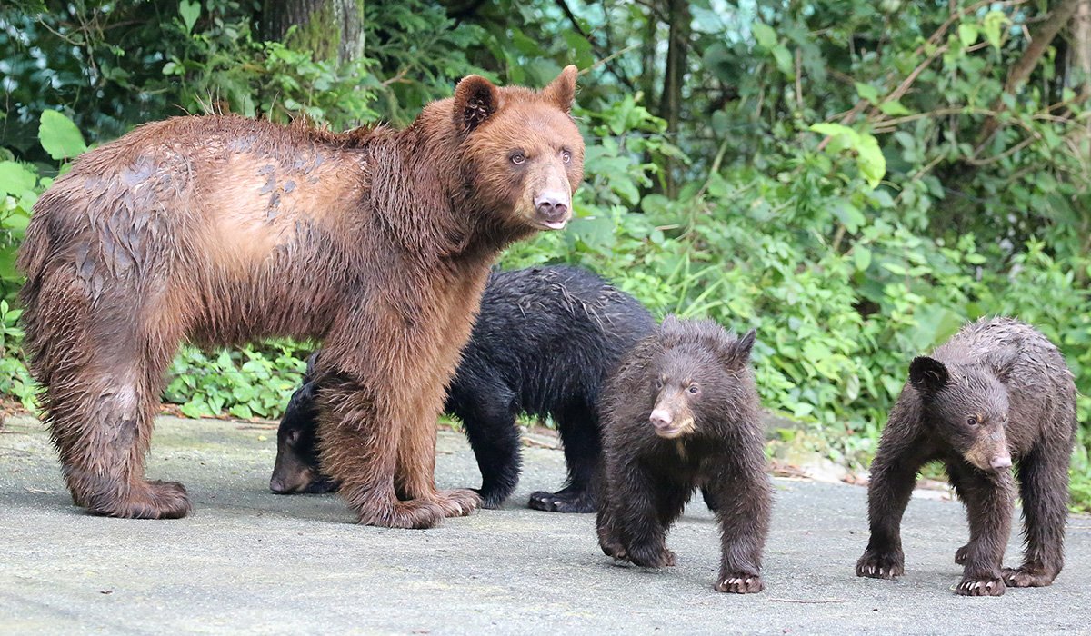 アメリカグマの赤ちゃん誕生 8月4日から公開 富士サファリパーク 公式サイト