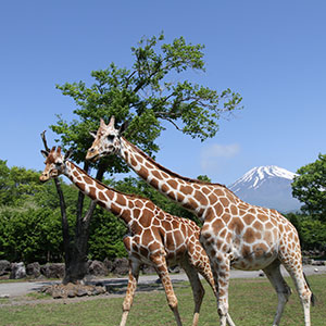 記事「GW期間の入園受付時間（4月29日～5月7日）」の画像