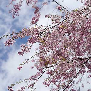 記事「園内で「枝垂れ桜」が見頃です！」の画像