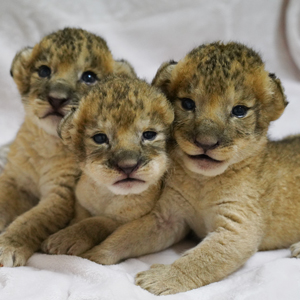 記事「ライオンの赤ちゃん・特別展示！（7月20日から）」の画像