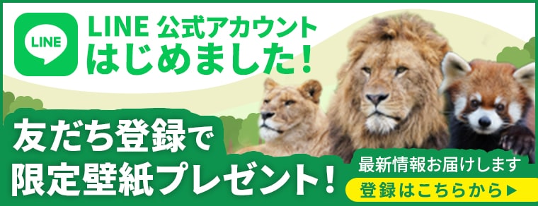 LINE公式アカウントはじめました！