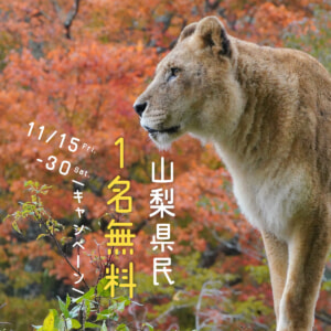 記事「山梨県民《1名無料》キャンペーン（11月15日～30日）」の画像